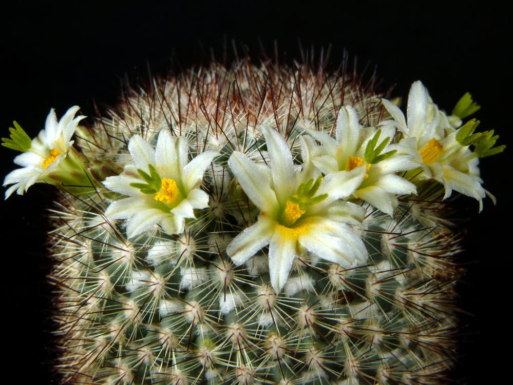 Mammillaria